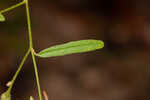 Michauxii's croton